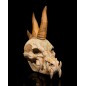 Black Dragon Skull