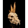 Black Dragon Skull