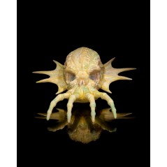Green Dragon Skull