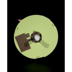 Steamy Dragon Hatchling